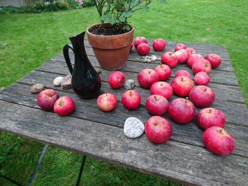 A lot of red apples with a flower pot and a black clay jug on a wooden table