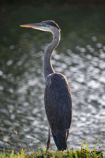 A Great blue heron peacefully looking over the water