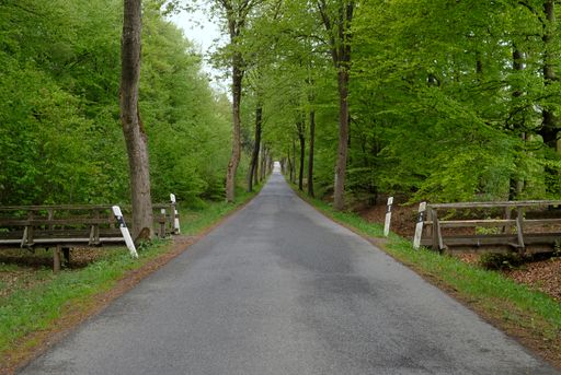A beautiful view of a road between green trees for walking, jogging and biking path in a park