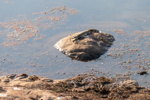 A young crocodile in Ranthambore National Park, Sawai Madhopur, Rajasthan, India
