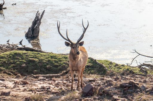A scenic view of deer in Ranthambore National Park, Sawai Madhopur, Rajasthan, India