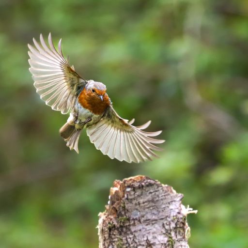 A robin in flight in a forest