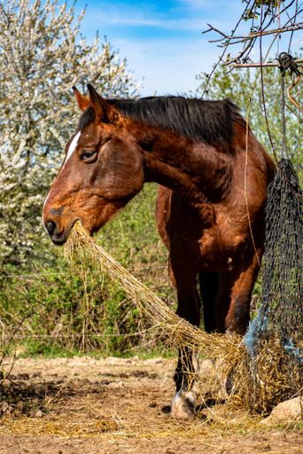 A vertical shot of a brown horse eating hay in the ranch