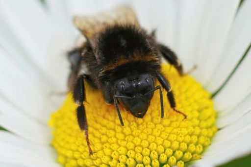 A closeup shot of a large earth bumblebee on a flower of an oxeye daisy