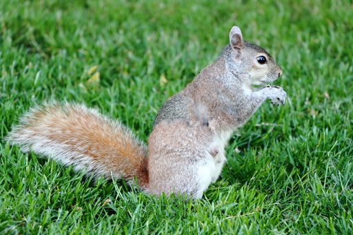 A cute Eastern gray squirrel in the forest eating nuts while sitting on the grass