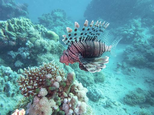 A Pacific lionfish in the coral reef during a dive in Bali