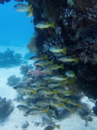 A group of snapperfish in the coral reef during a dive in Bali
