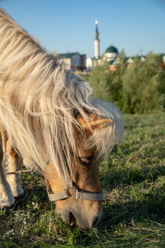 A ginger horse with a white mane grazes in the meadow