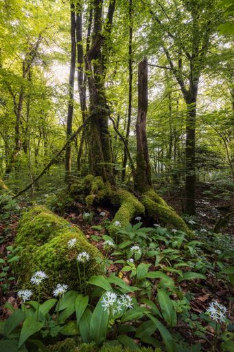 A vertical shot of wild garlic flowers in a rain forest in Switzerland