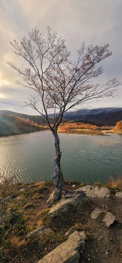A solitary tree perched on a cliff edge