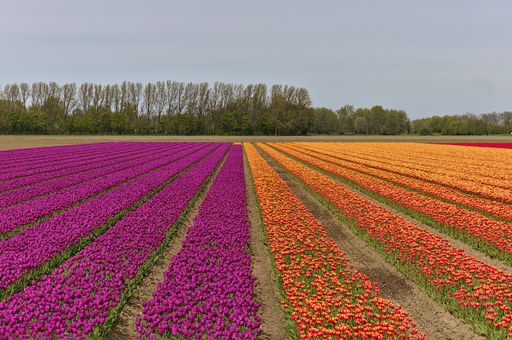A vibrant tulip field near Kampen, Netherlands, in spring.