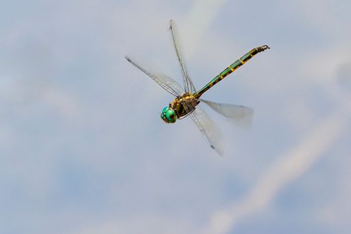A close-up of a Tau Emerald Dragonfly flying.