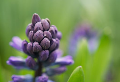 A Grape Hyacinth in green house