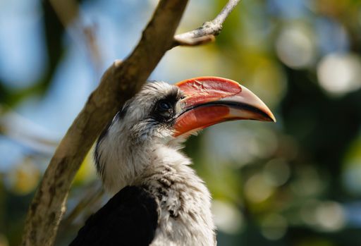 A hornbill perched on a sunlit tree branch.