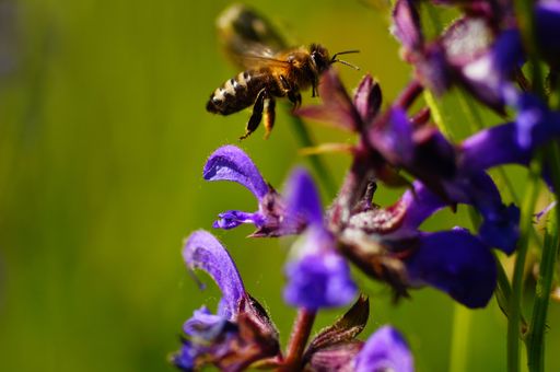 A honey bee approaching flowers of the meadow sage. Close-up with dynamic blur and bokeh.