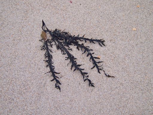 A dark, fragile seaweed plant rests on a light sandy shore.