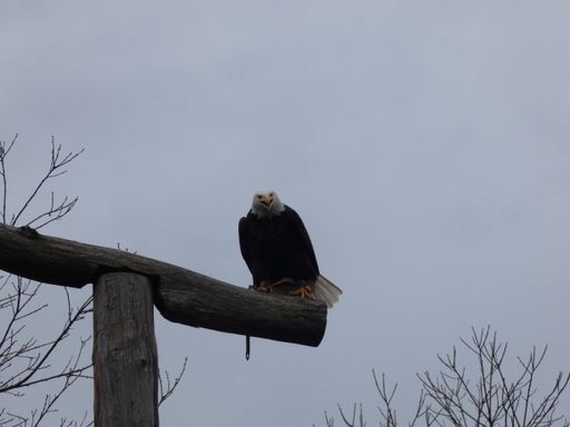 A big black bird perched on a wooden pole