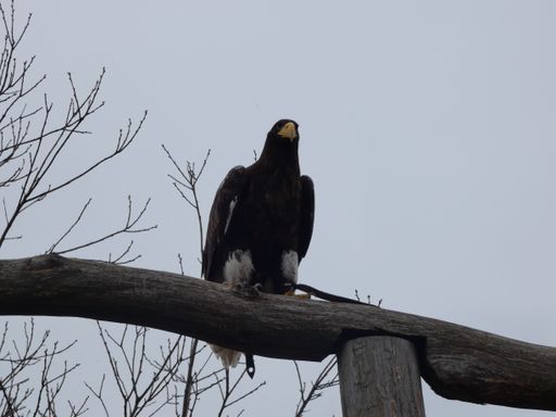 A big black bird perched on a wooden pole