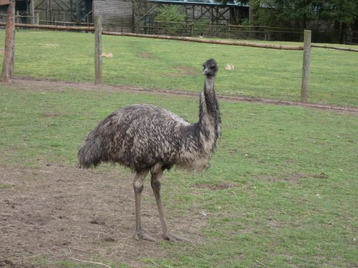 An ostrich in its natural habitat during daytime