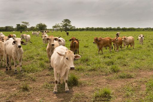 A beautiful view of cows grazing in the meadow