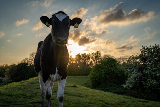 The Cows at sunset at the small village of Veere in the Netherlands