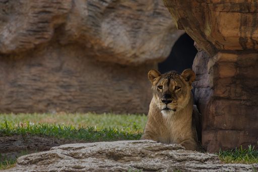 A young lion in grassy savannah next to rocks.