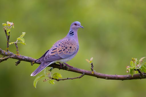 Turtle dove bird perched on branch in lush green forest
