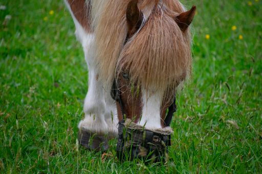 A miniature pony grazing in the grass of dandelions.