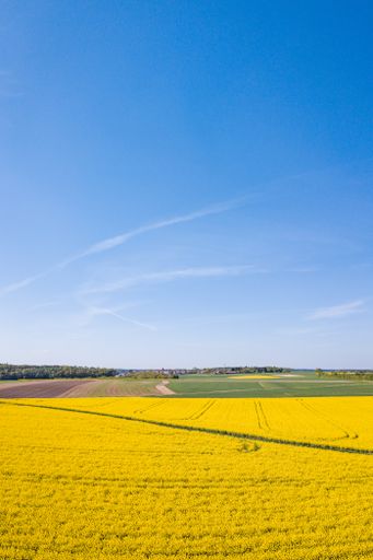 Lush green grass and yellow flowers in a field under a clear blue sky.