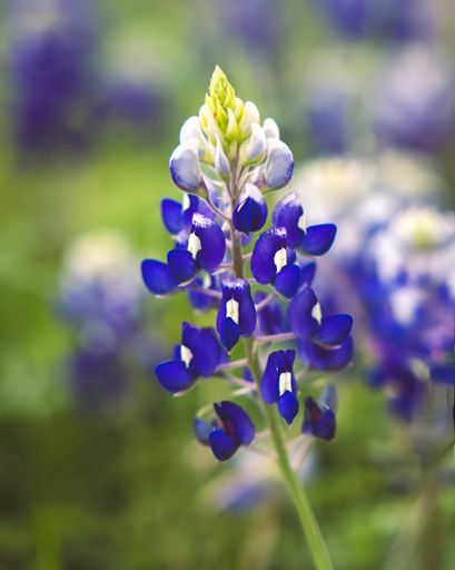 A Field with Bluebonnets flowers and green grass in the afternoon