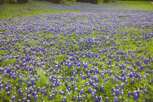 A Field with Bluebonnets flowers and green grass in the afternoon