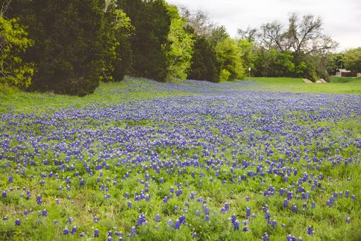 A Field with Bluebonnets flowers and green grass in the afternoon