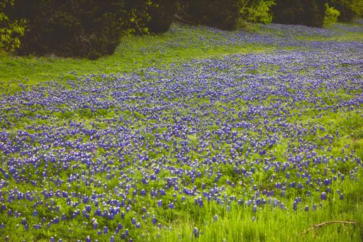 A Field with Bluebonnets flowers and green grass in the afternoon