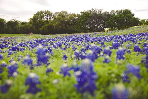 A Field with Bluebonnets flowers and green grass in the afternoon