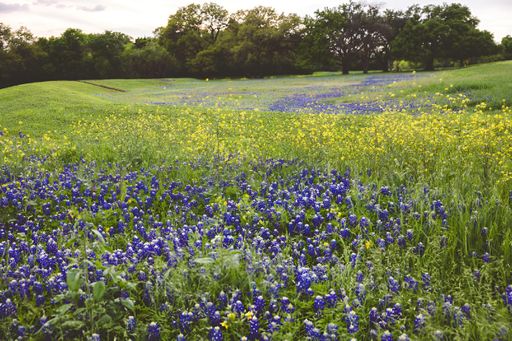 A Field with Bluebonnets flowers and green grass in the afternoon