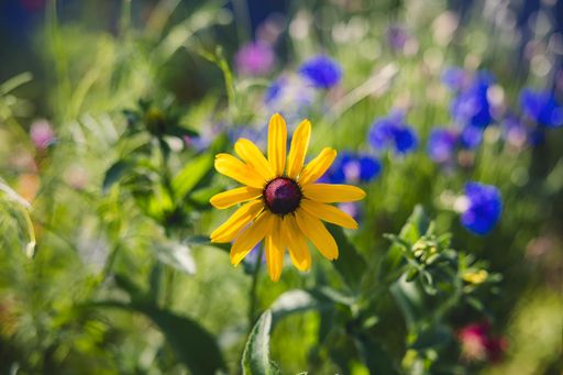 Field of vibrant yellow and blue flowers under the sun
