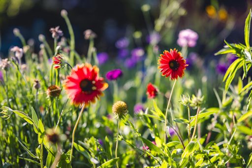 Vibrant red and orange flowers bloom in a garden beside a house