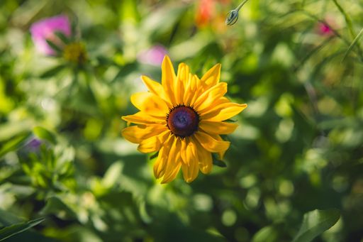Close-up of a yellow flower with purple flowers in the background