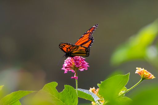 A Wanderer Butterfly (Danaus plexippus plexippus) resting on pink flower with lush greenery