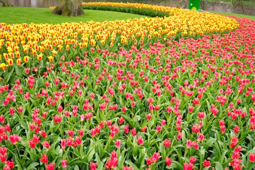 A beautiful shot of the colorful tulips in the field on a sunny day - perfect for background