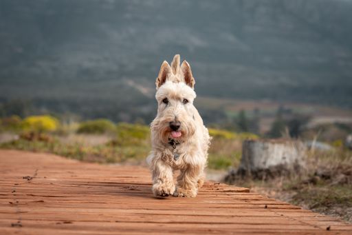 A White Scottish Terrier dog walking on a wooden path.