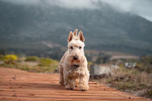 A white Scottish Terrier walking on a wooden boardwalk. Scenic natural view in the background.