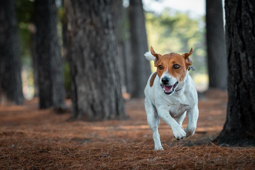 A Jack Russell Terrier leaping over a hill in the forest.