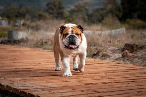A brown and white English bulldog puppy
strolling on a wooden pathway in a lush field