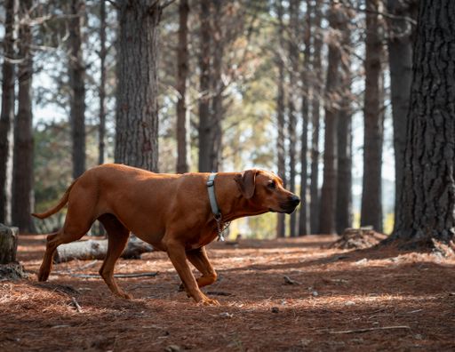 A dog walking on a wooden path.