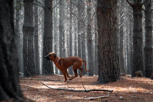 A brown Rhodesian Ridgeback strolling in a dense forest with towering trees.