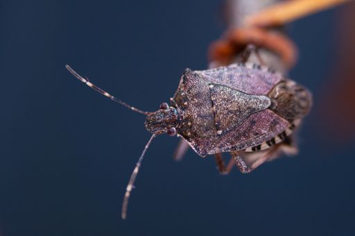 A brown marmorated stink bug, chinche parda marmorada