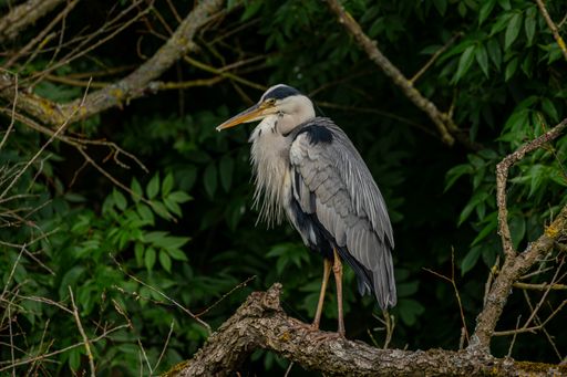 A closeup of a beautiful grey heron (Ardea cinerea) in woods