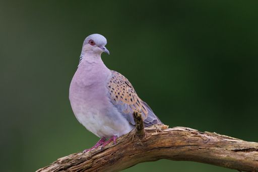 Turtle dove Bird perched on branch