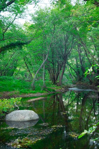Green forest and river. Forest Lake. The river flows among trees. Beautiful view of nature. Landscape photo of green forest.